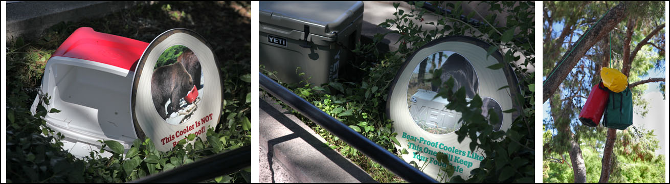 bear educational displays