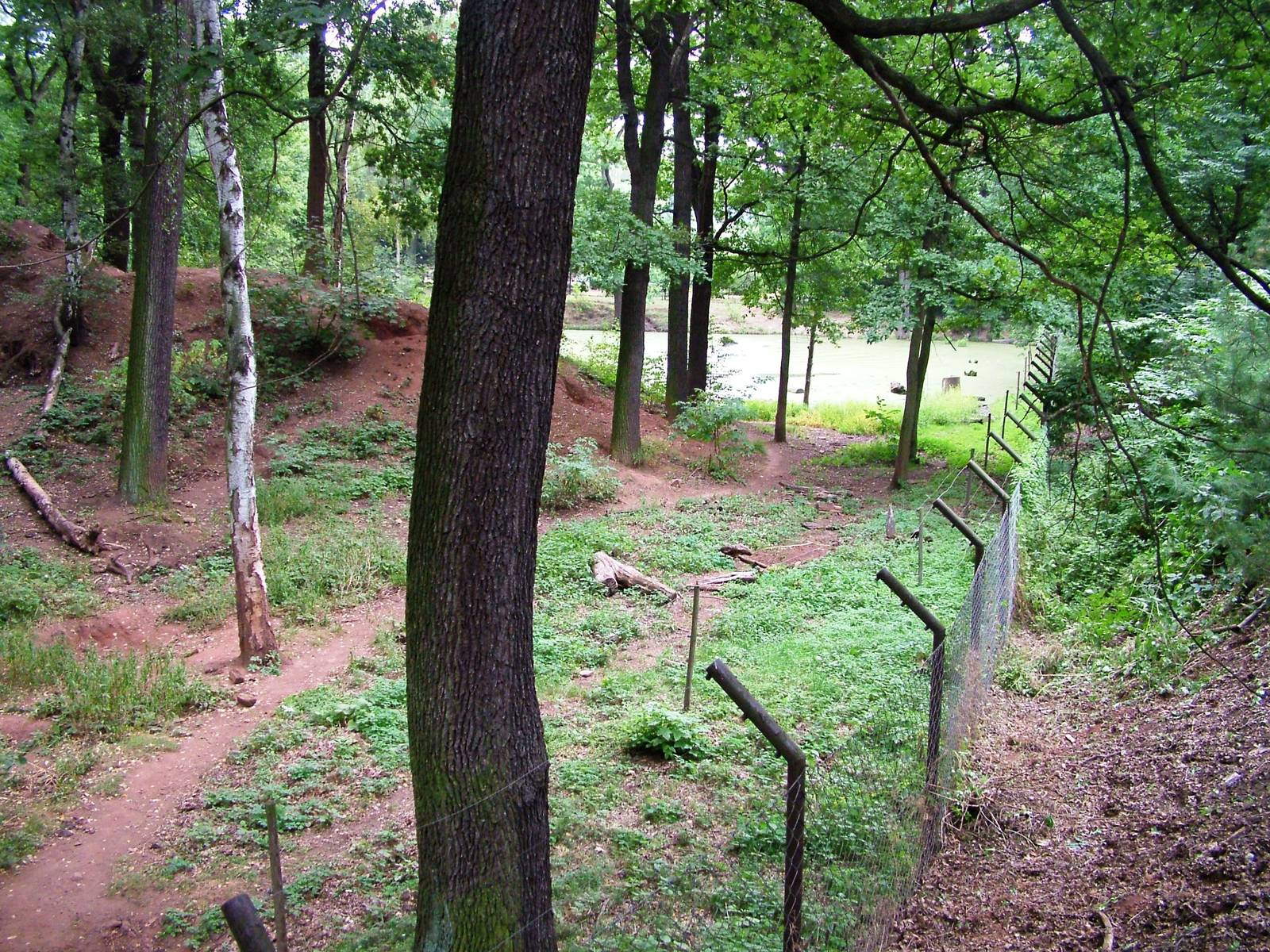 Bear Enclosure at Chomutov, 30/08/12