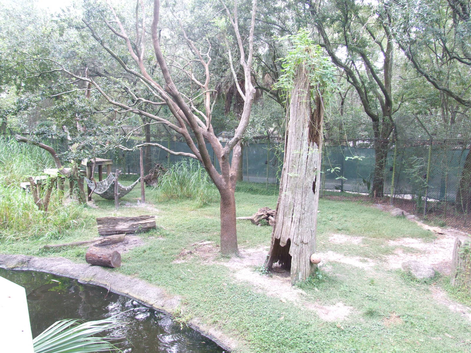 Bear Enclosure at Lowry Park, 13/10/13