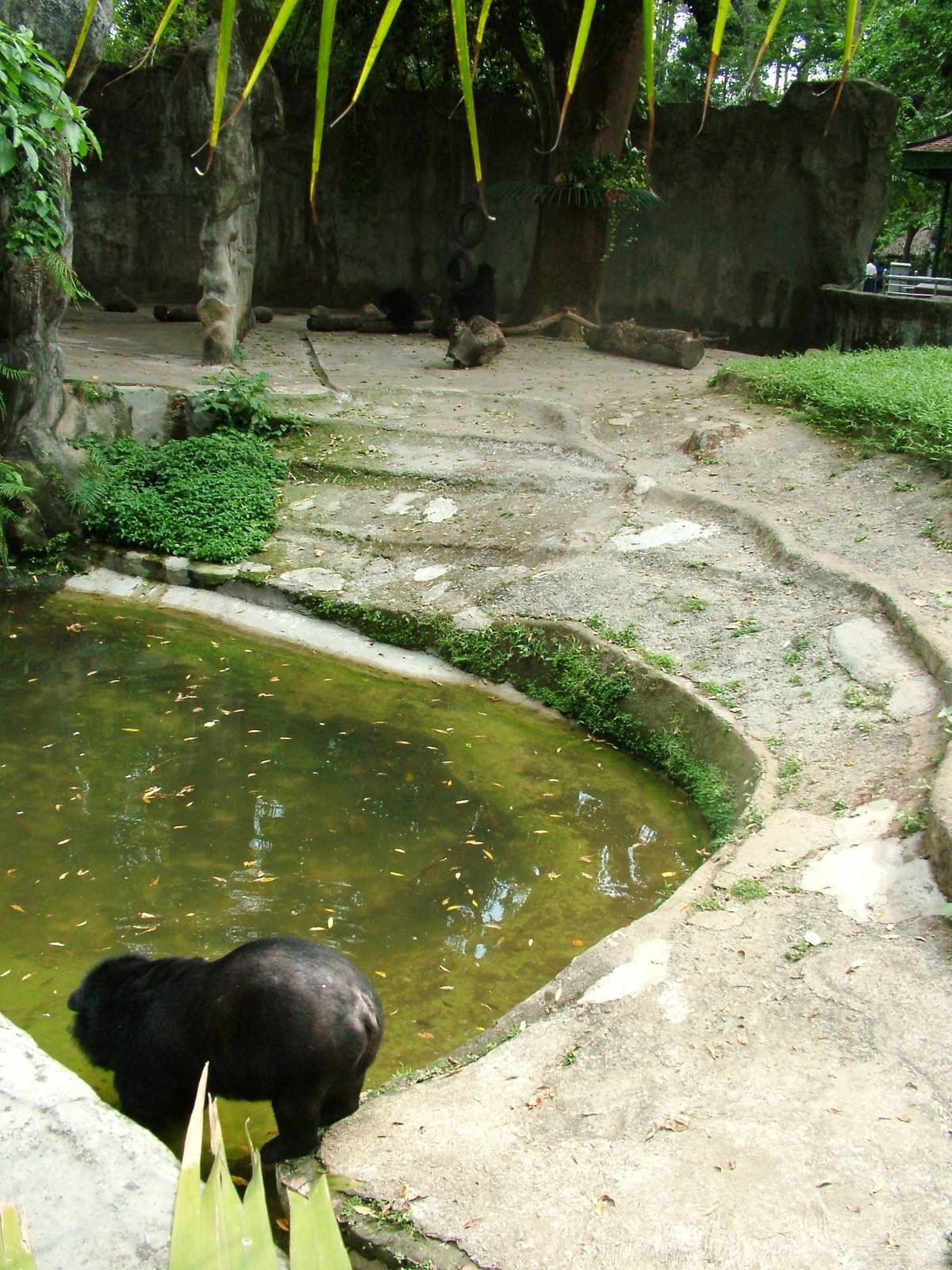 Bear Enclosure at Saigon Zoo, 16/03/12