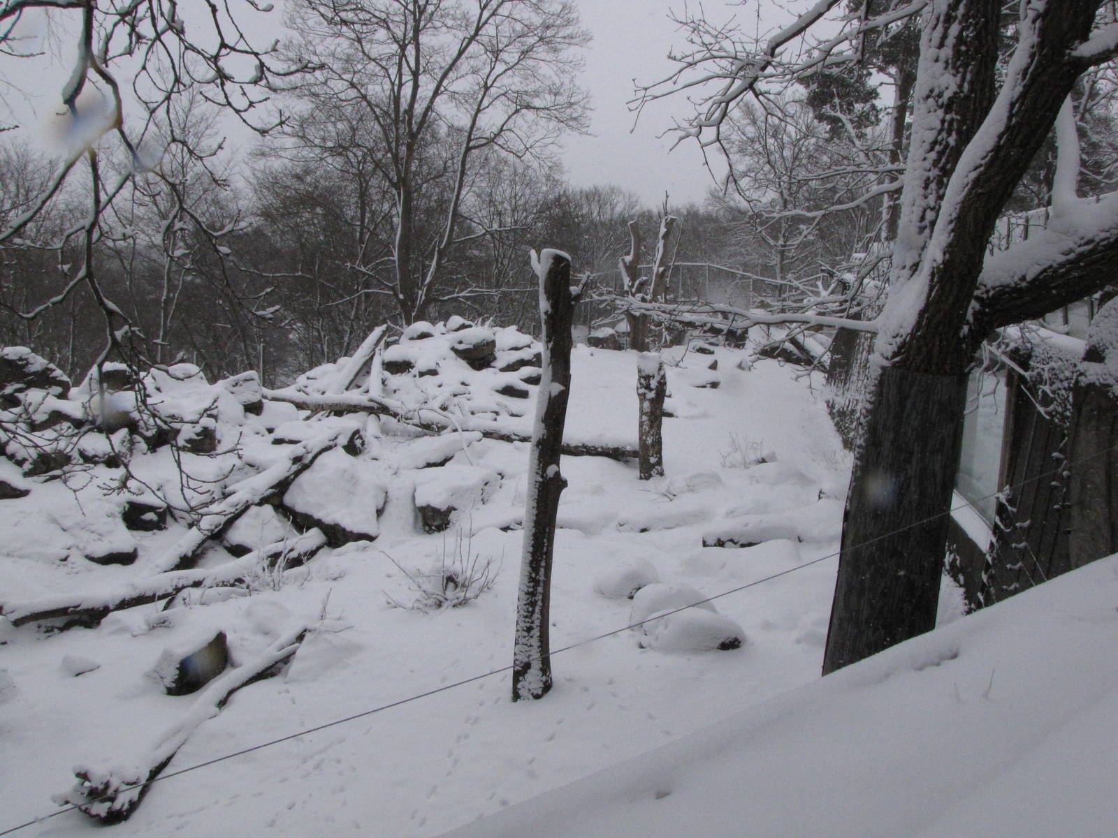 Bear enclosure at Skansen