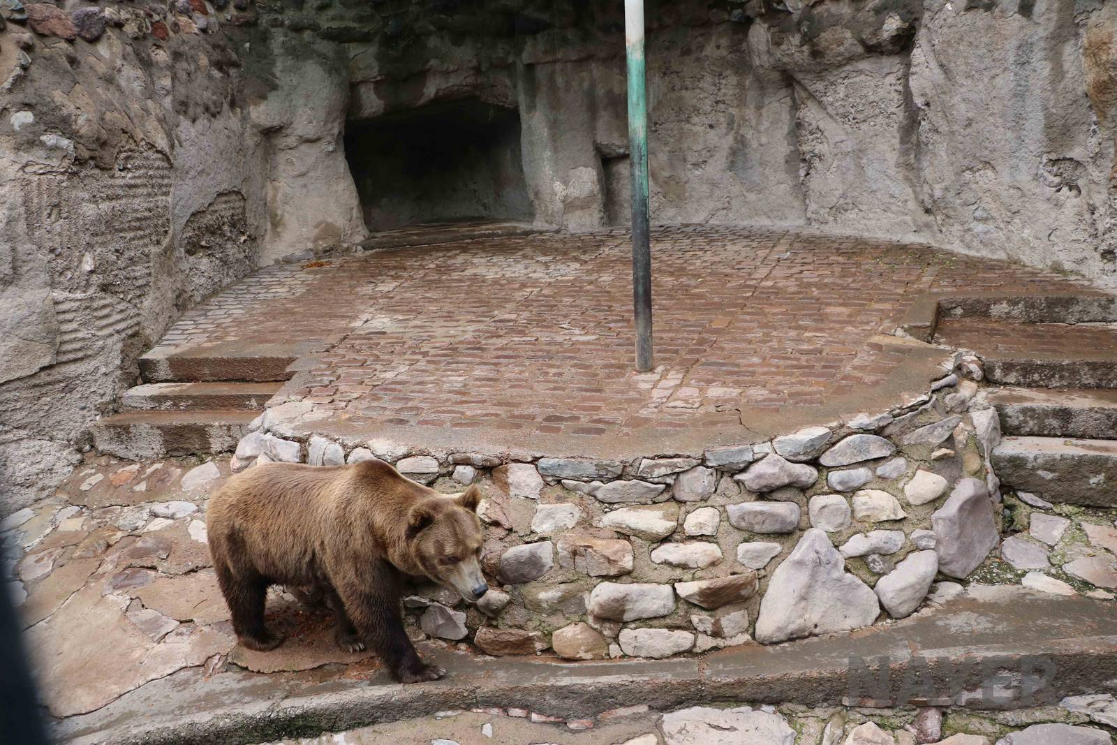 Bear enclosure - Mendoza Zoo, April 2016