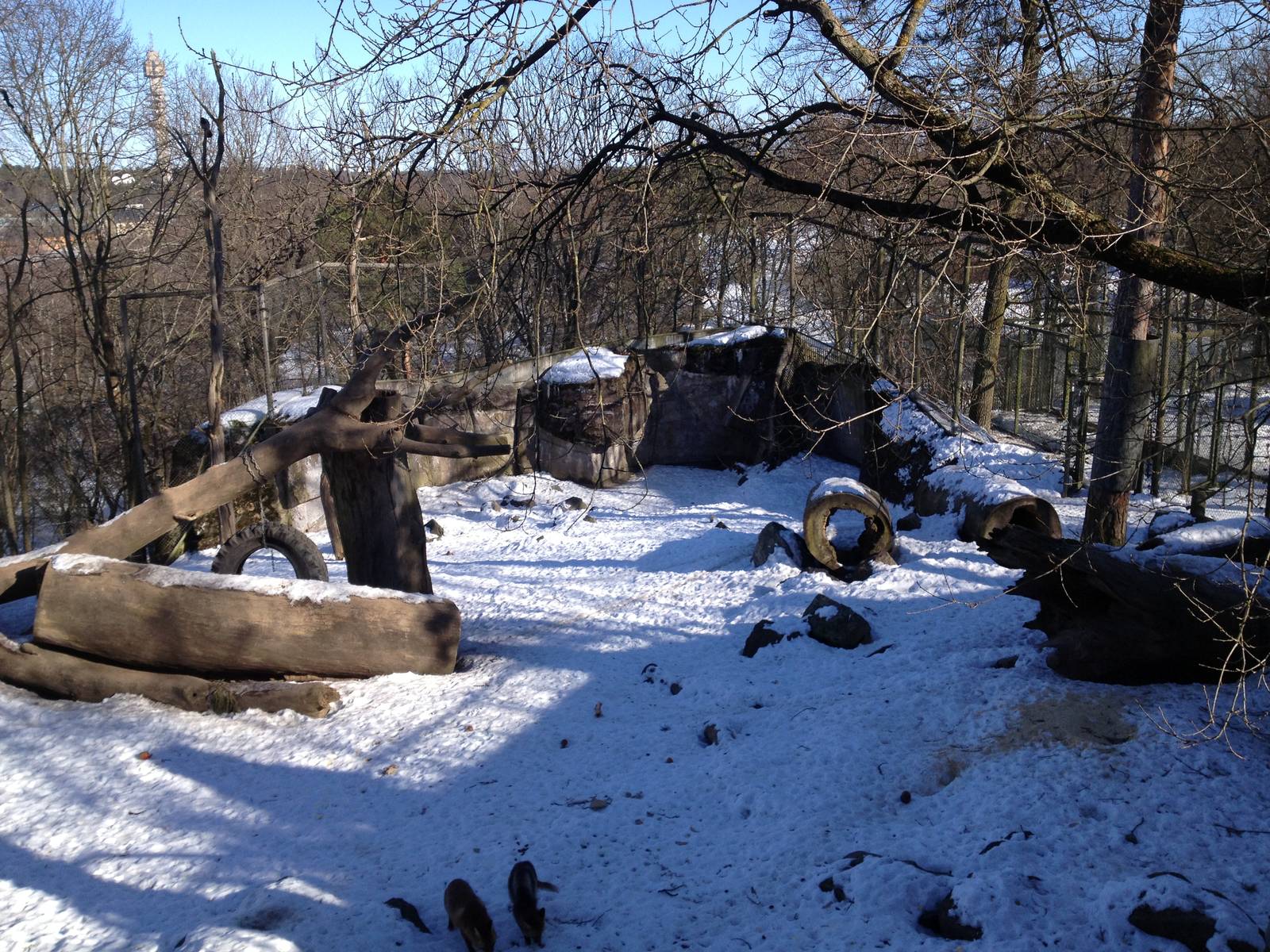 Bear enclosure with foxes