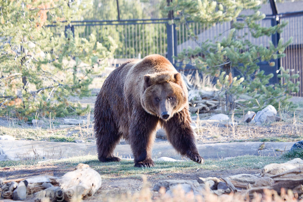 Bear enclosure