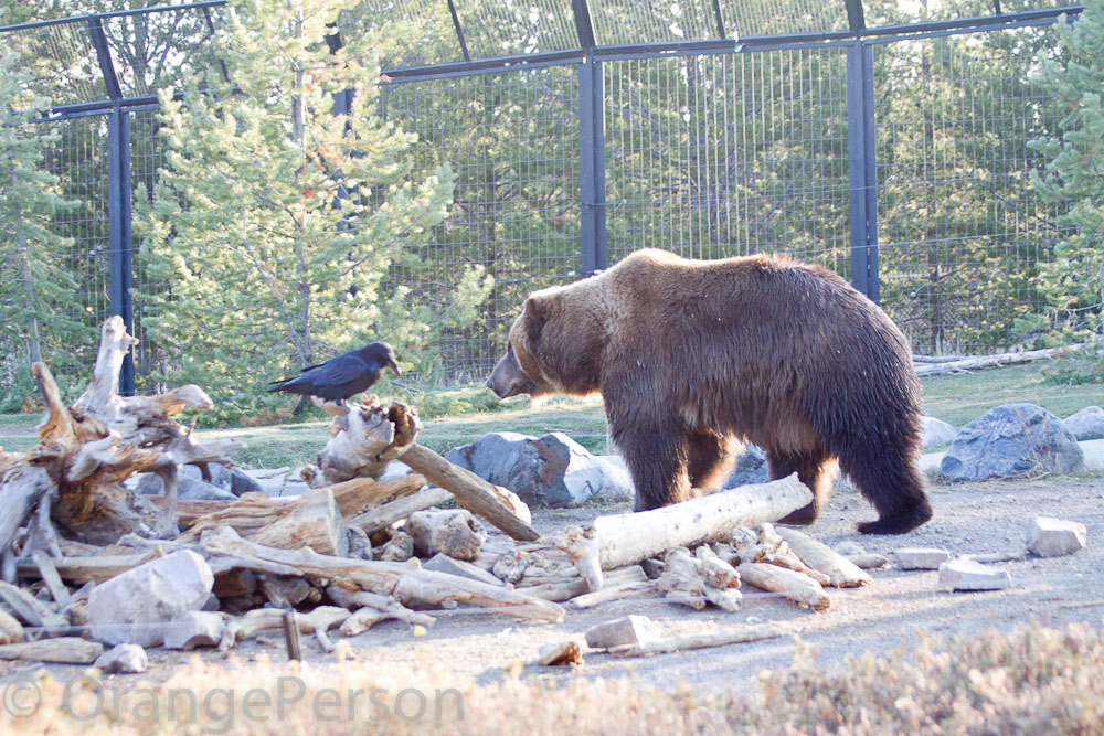 Bear enclosure