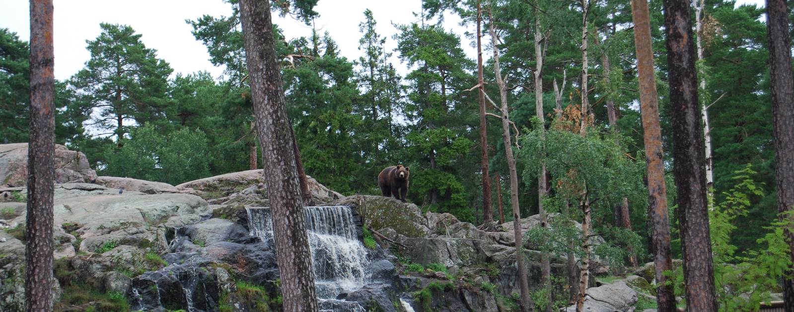 Bear exbith in Kolmarden Zoo