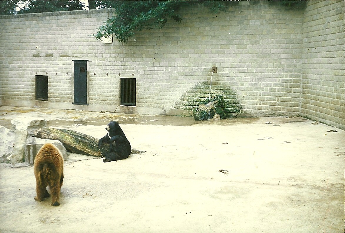Bear exhibit 1968