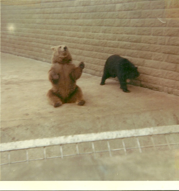 Bear exhibit 1975 or 1976