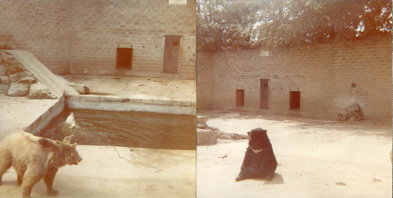 Bear exhibit 1976