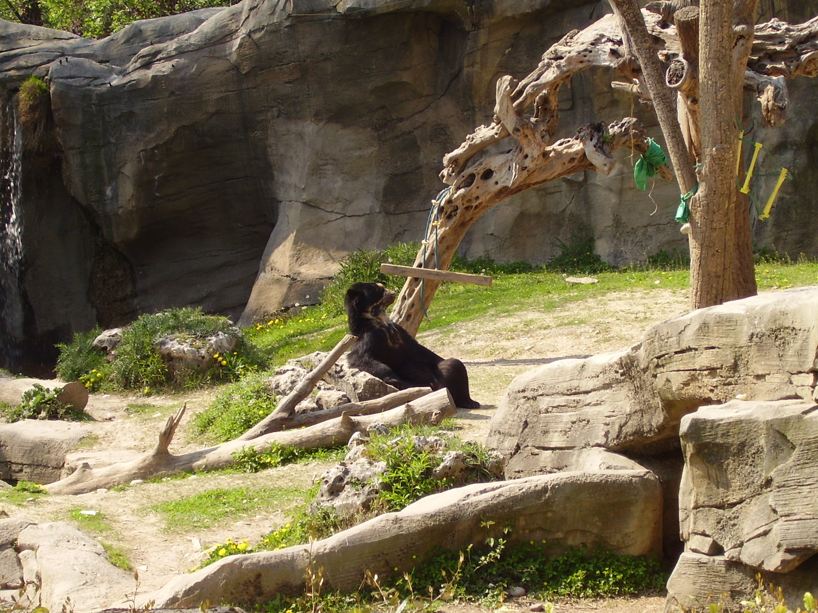 Bear Exhibit - 2010