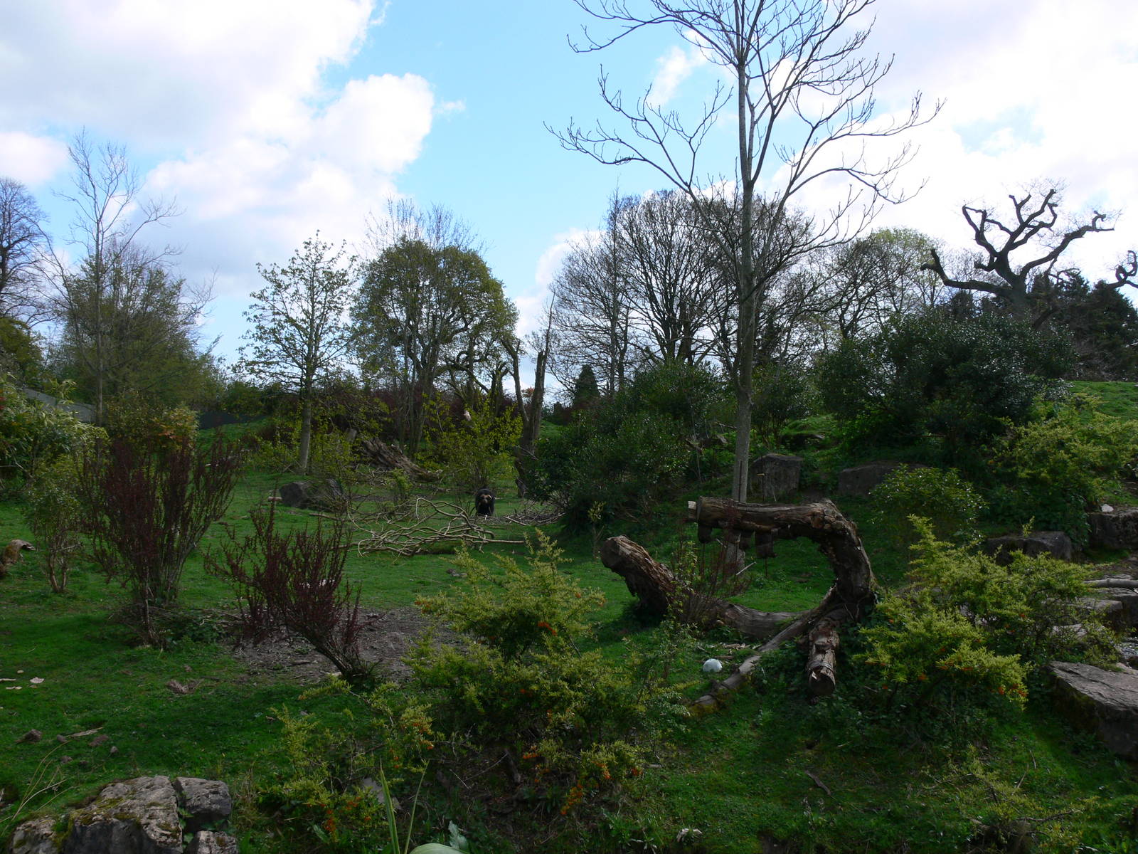 Bear Exhibit at Chester Zoo, 14/04/14