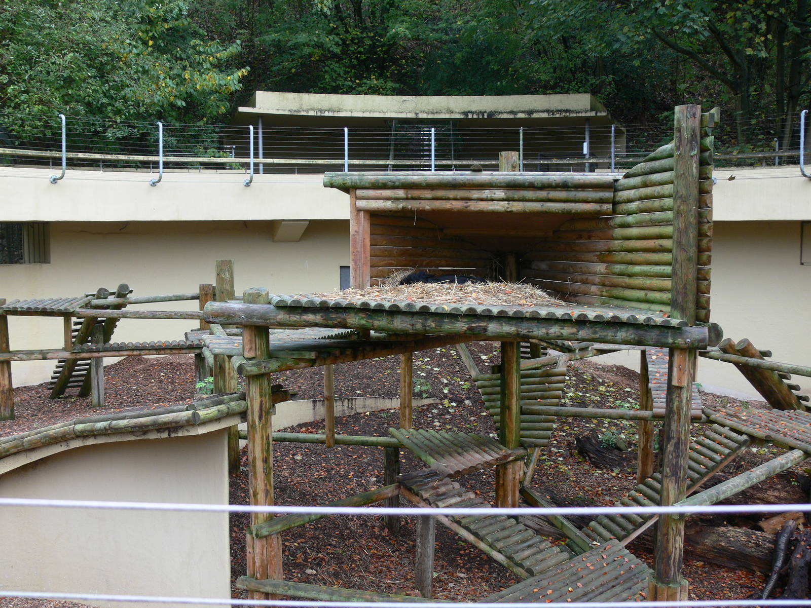 Bear exhibit at Dudley, 02/11/13