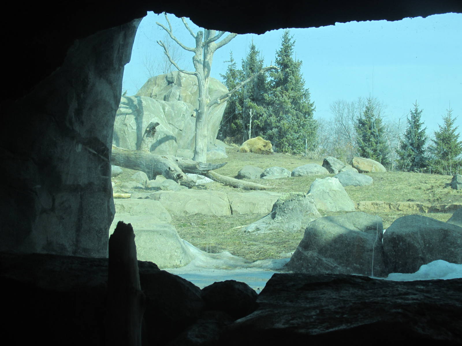 Bear Exhibit