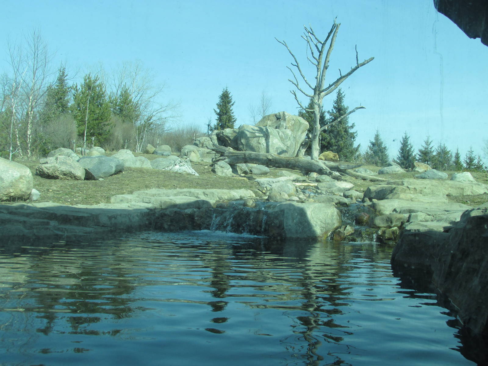 Bear Exhibit