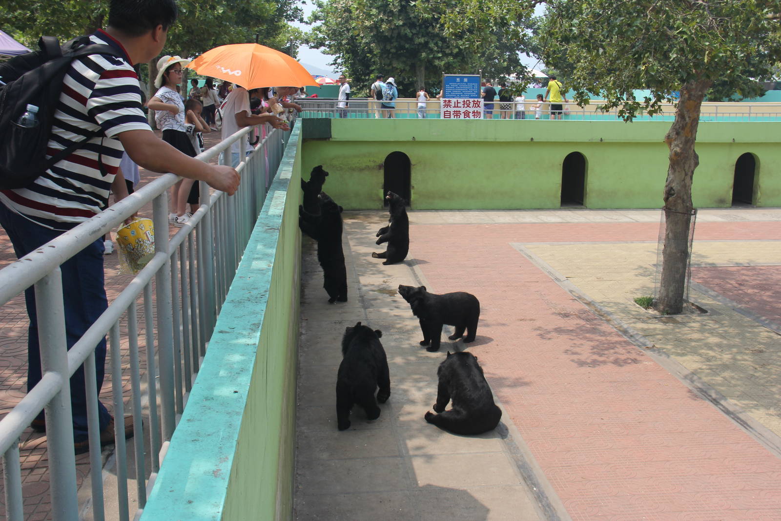 Bear exhibit