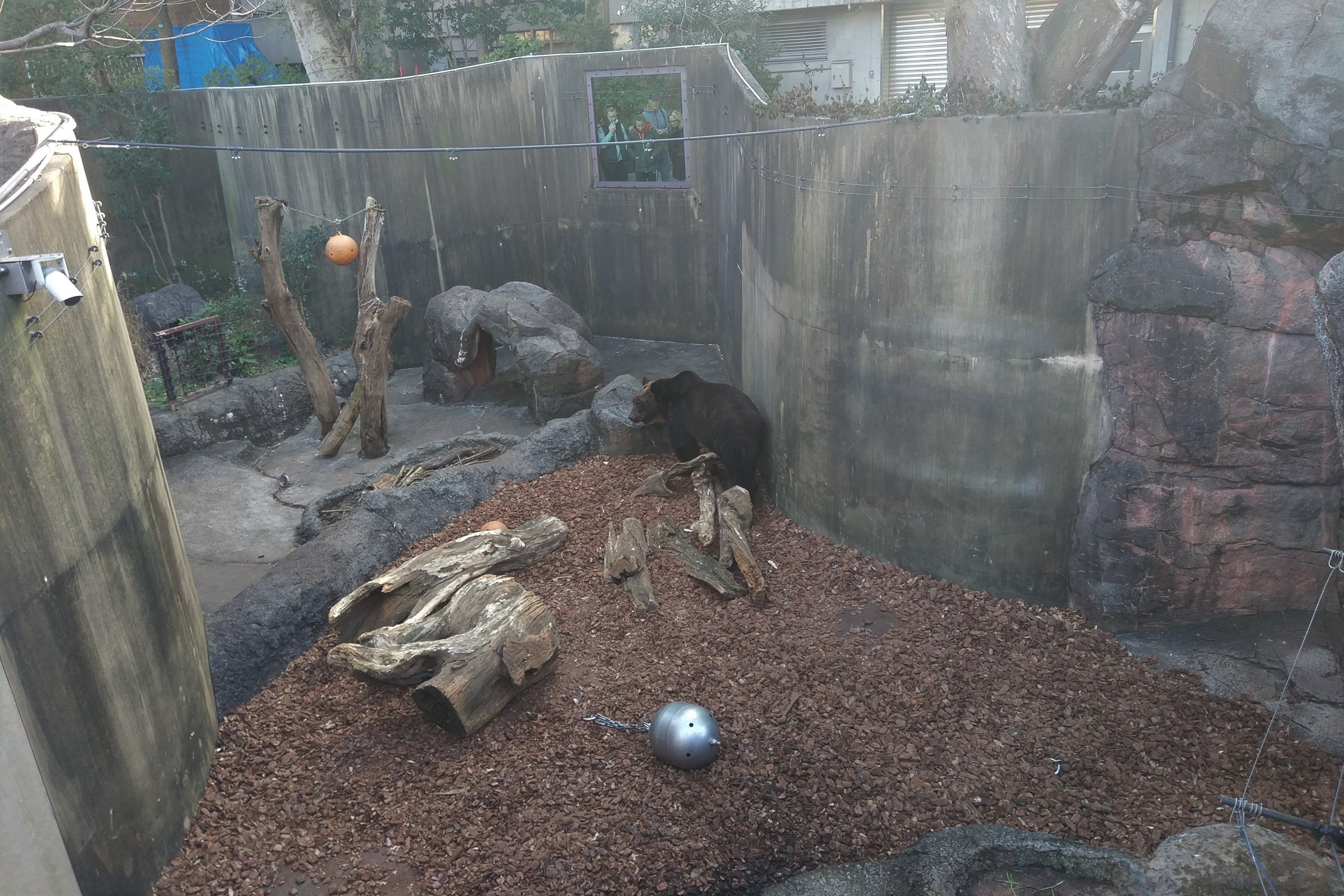 Bear Exhibit