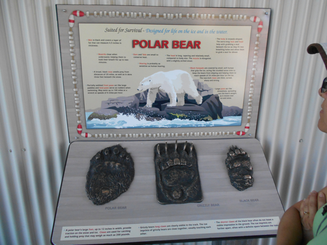 Bear feet in the park