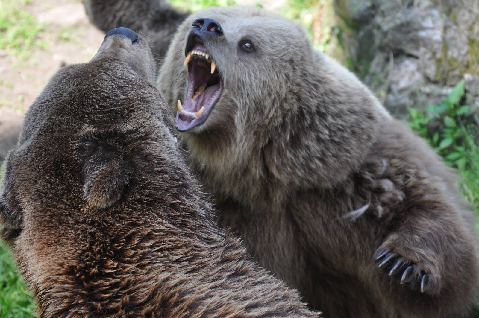 Bear fight! Sharp teeths!
