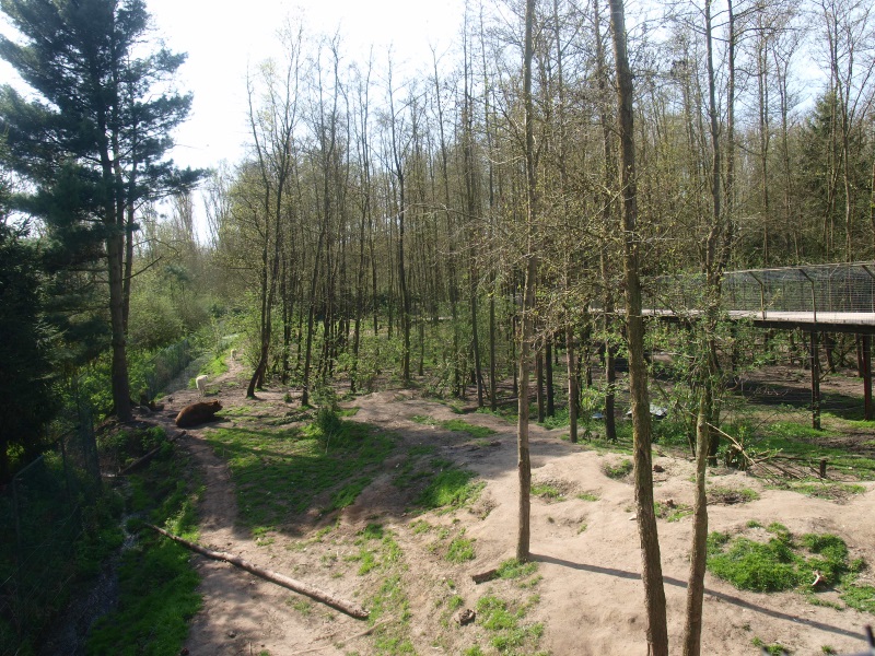 Bear forest (April 19th, 2015)