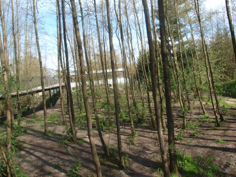 Bear forest (April 19th, 2015)