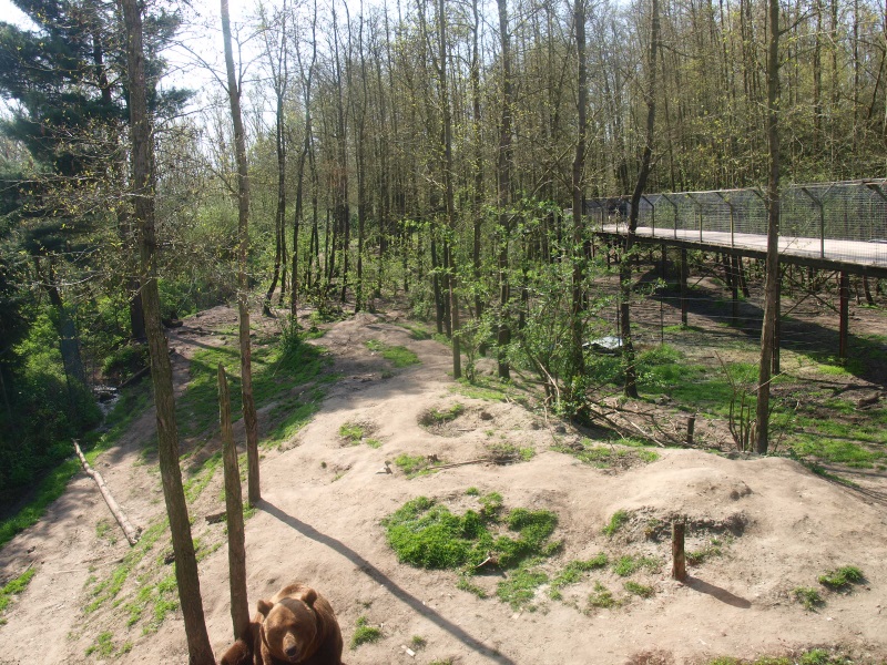 Bear forest (April 19th, 2015)