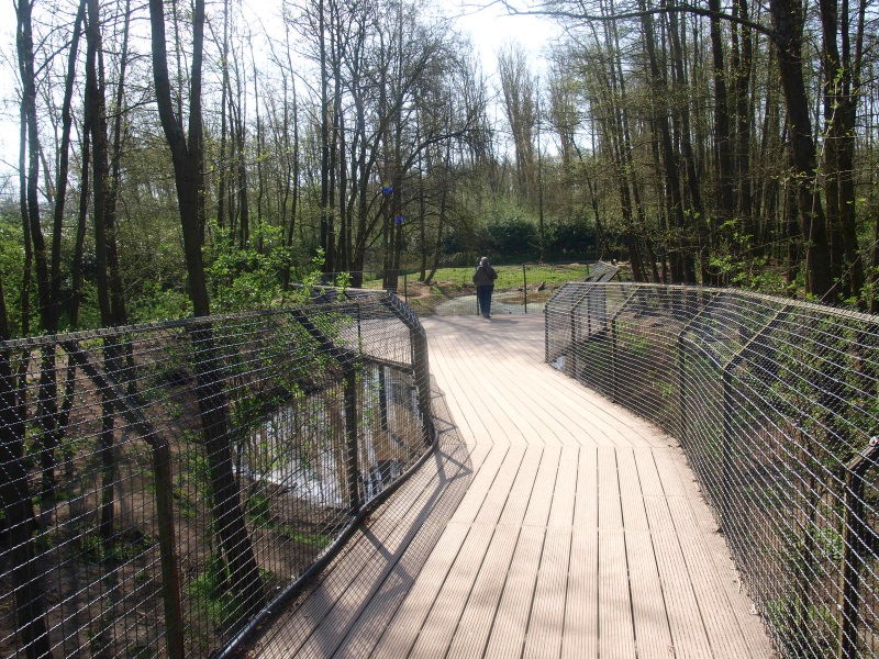 Bear forest viewing bridge (April 19th, 2015)