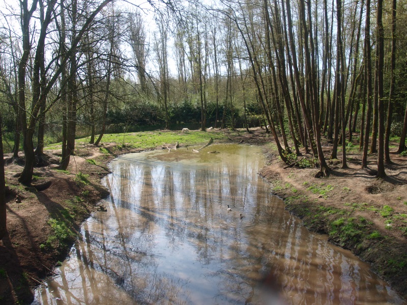 Bear forest with pond (April 19th, 2015)