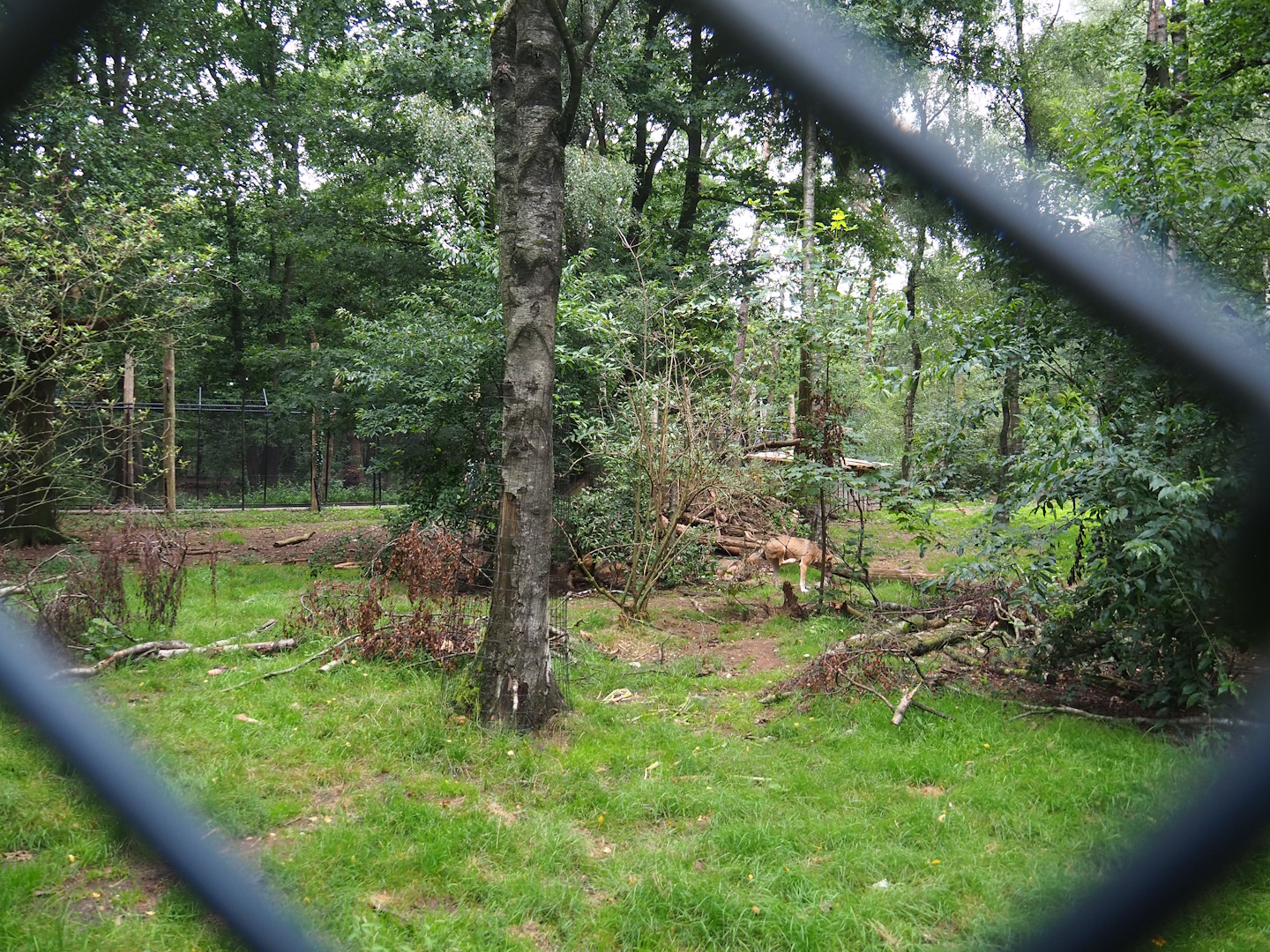 Bear forest with rescued European brown bears and Eurasian grey wolves, 2023-08-17