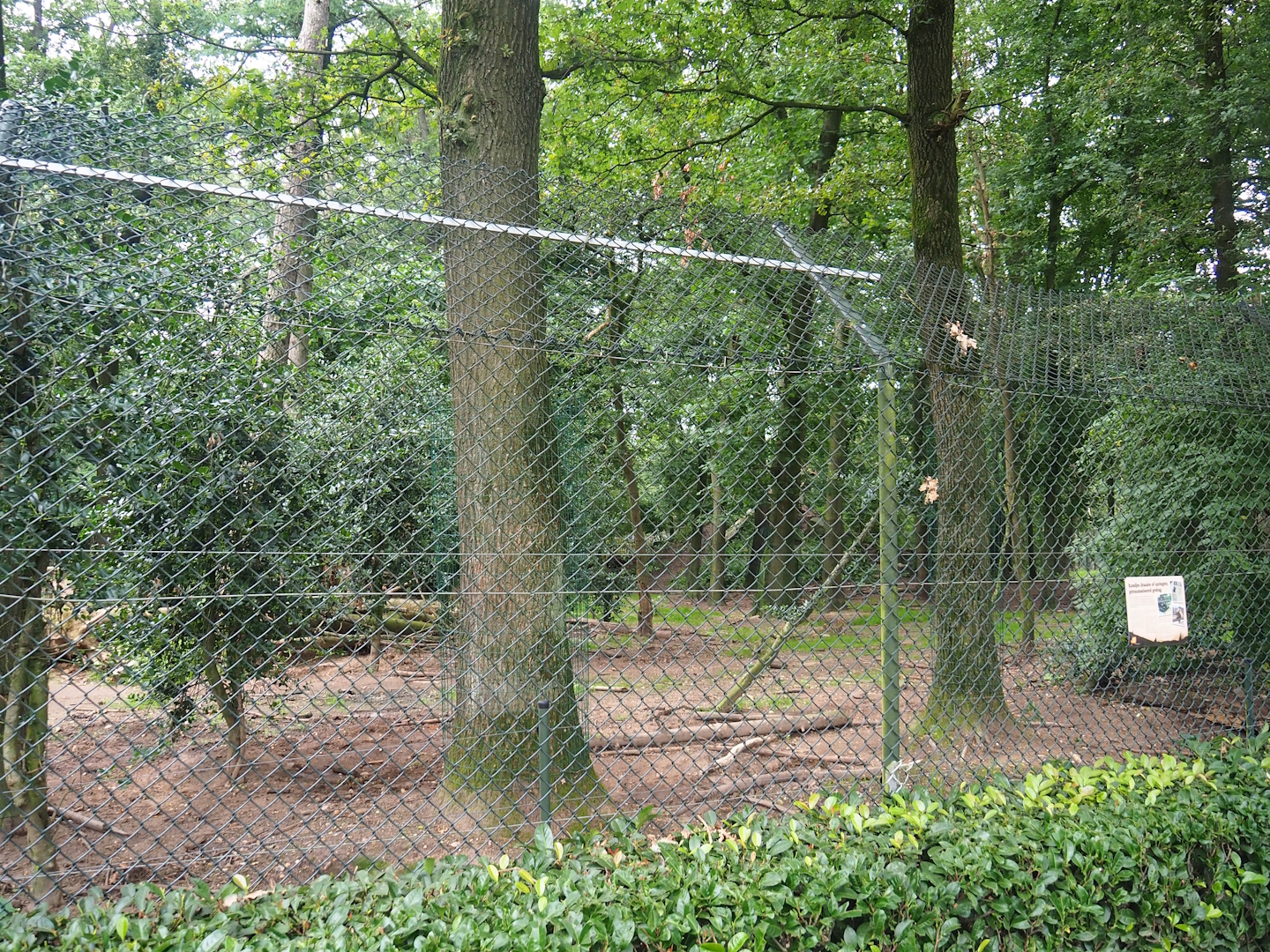 Bear forest with rescued European brown bears and Eurasian grey wolves, 2023-08-17