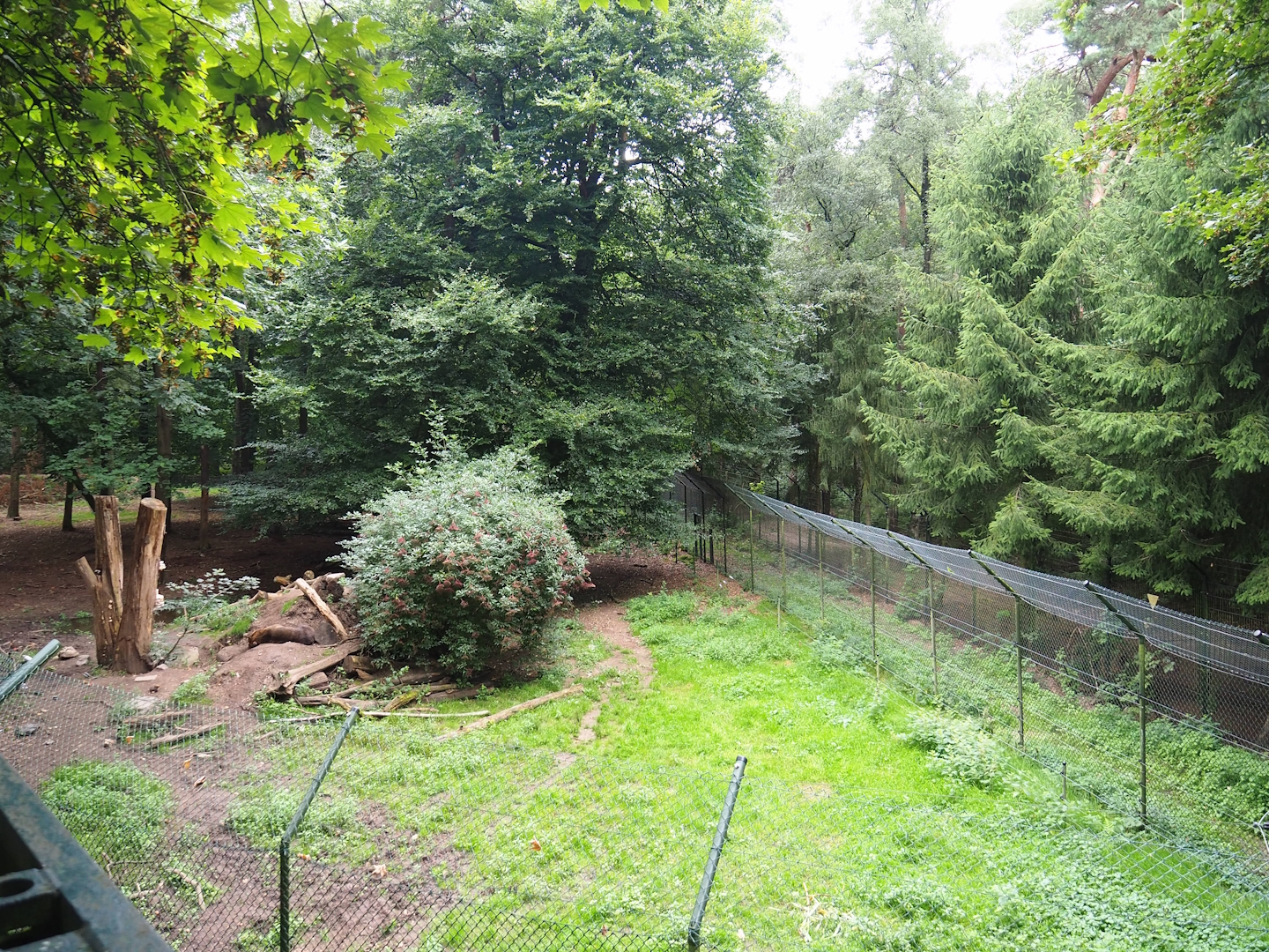 Bear forest with rescued European brown bears and Eurasian grey wolves, 2023-08-17