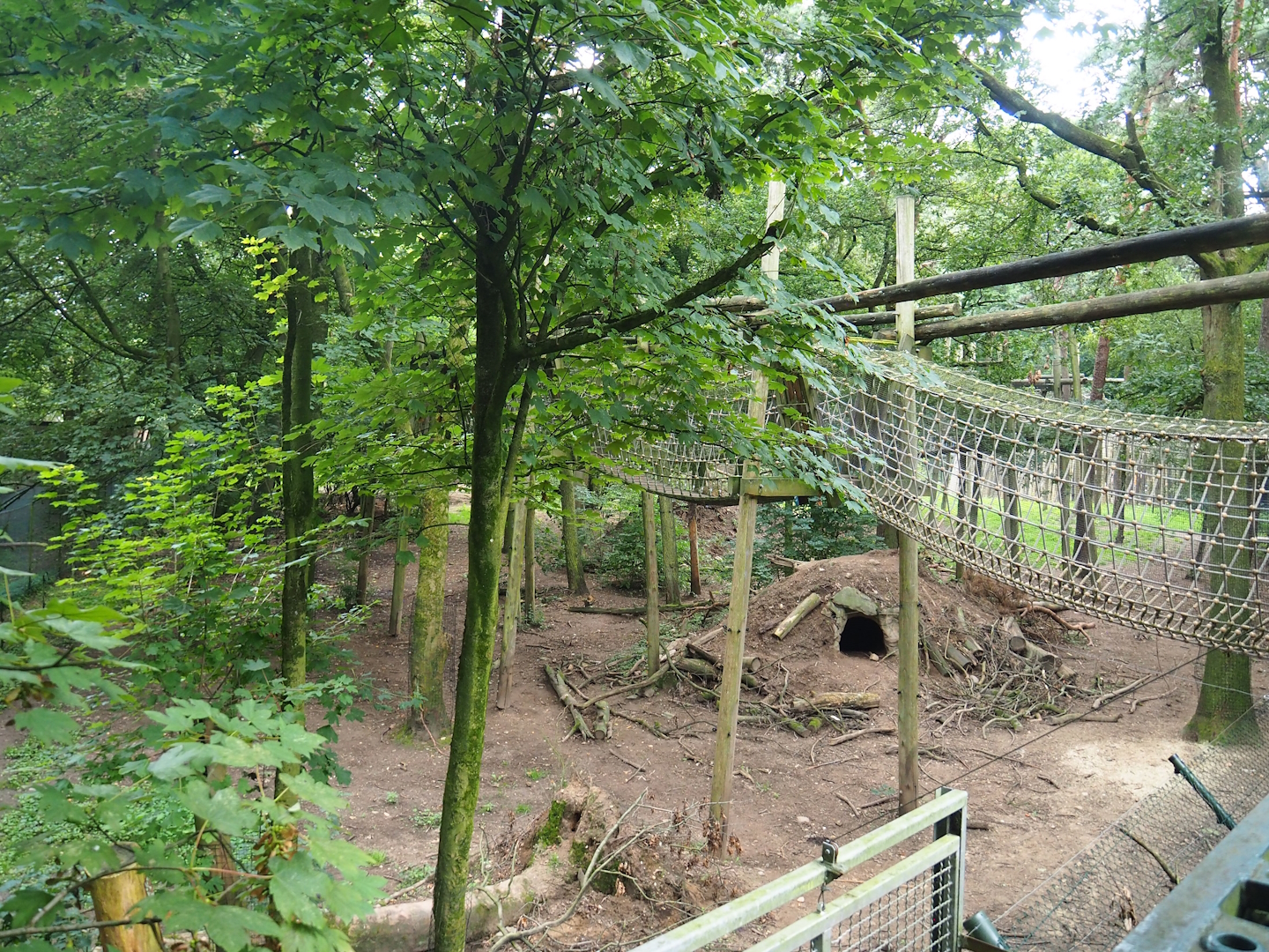 Bear forest with rescued European brown bears and Eurasian grey wolves, 2023-08-17