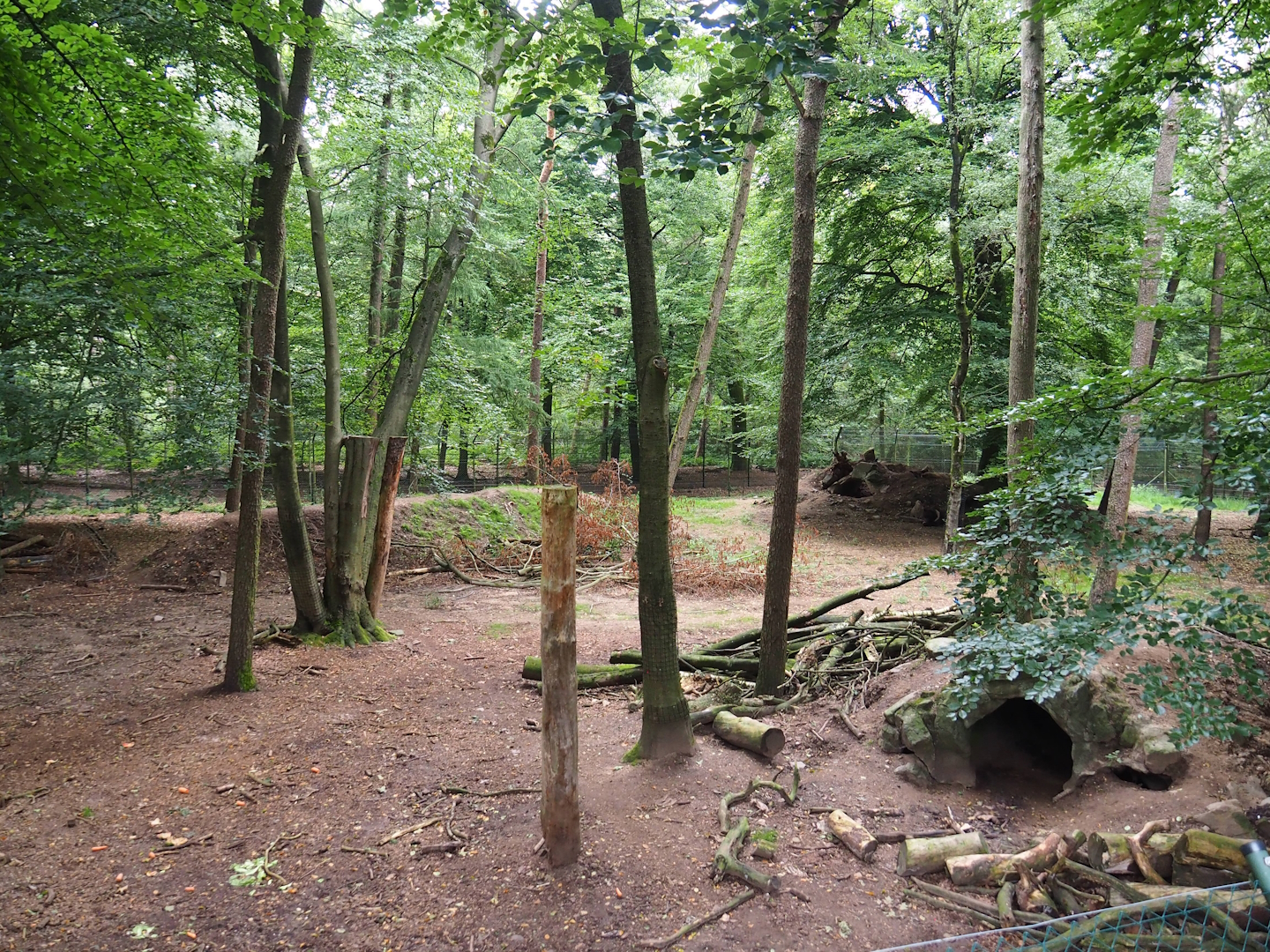 Bear forest with rescued European brown bears and Eurasian grey wolves, 2023-08-17