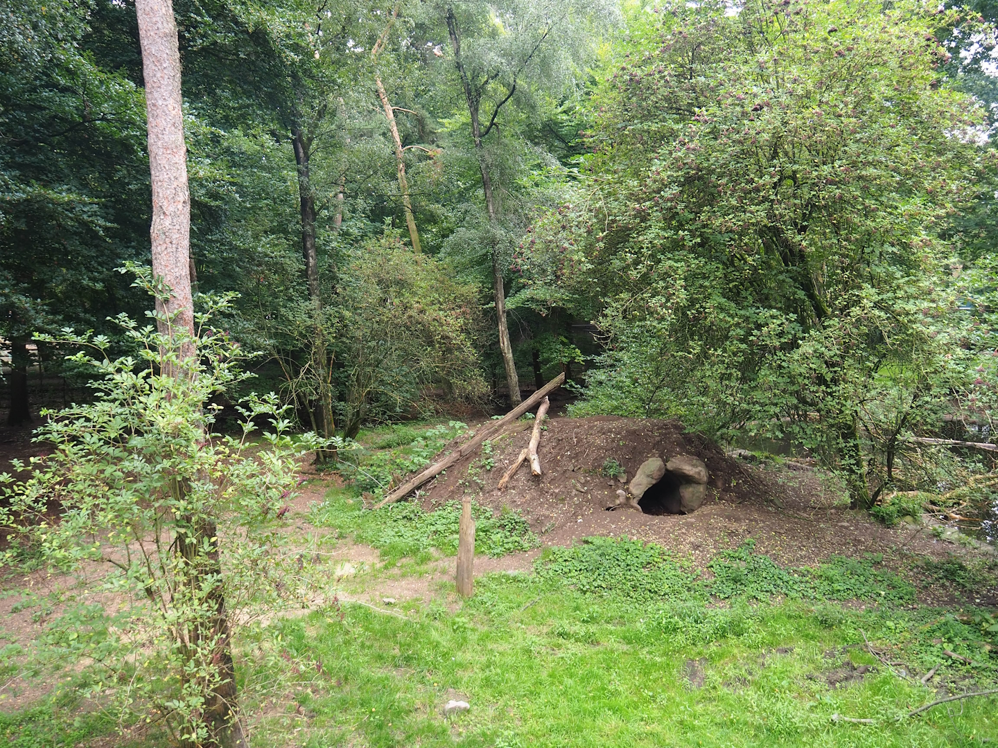 Bear forest with rescued European brown bears and Eurasian grey wolves, 2023-08-17