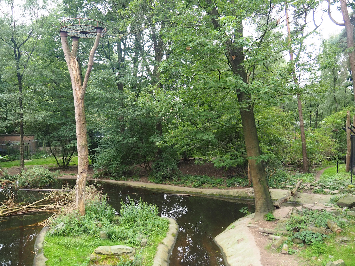 Bear forest with rescued European brown bears and Eurasian grey wolves, 2023-08-17