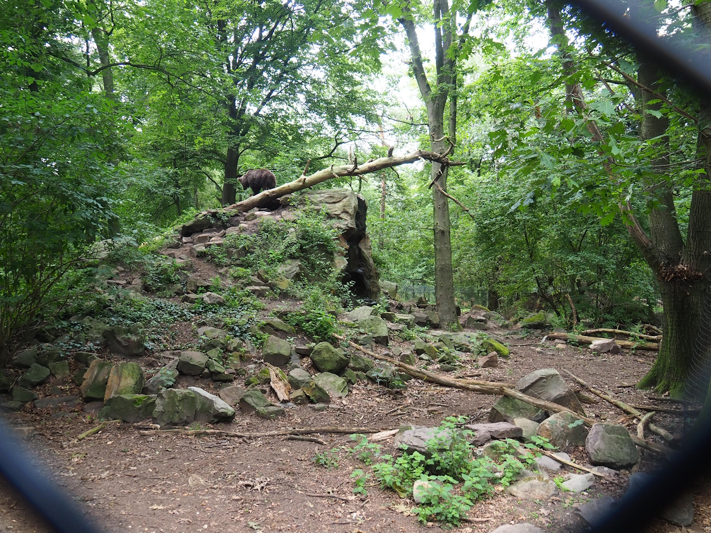 Bear forest with rescued European brown bears and Eurasian grey wolves, 2023-08-17