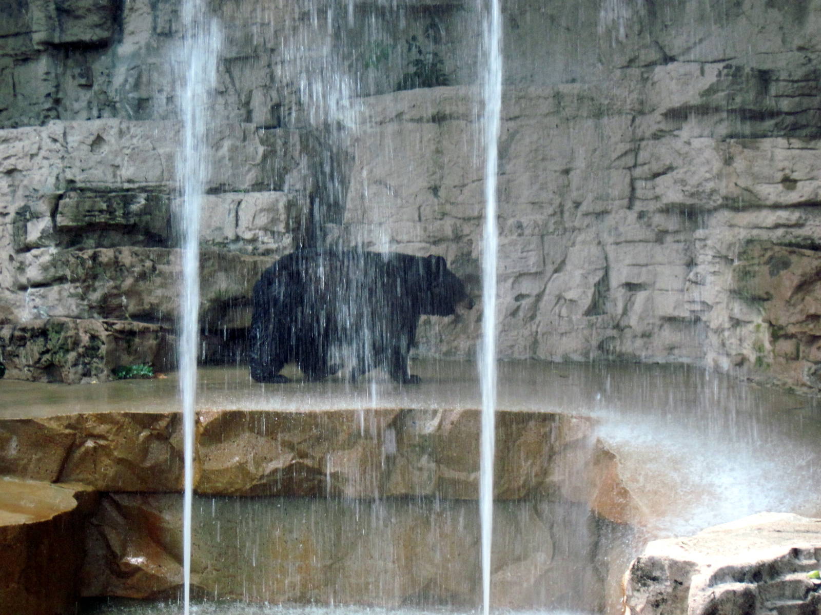 Bear Grottos-American Black Bear