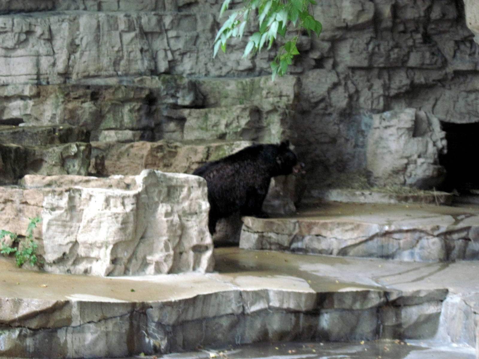 Bear Grottos-American Black Bear