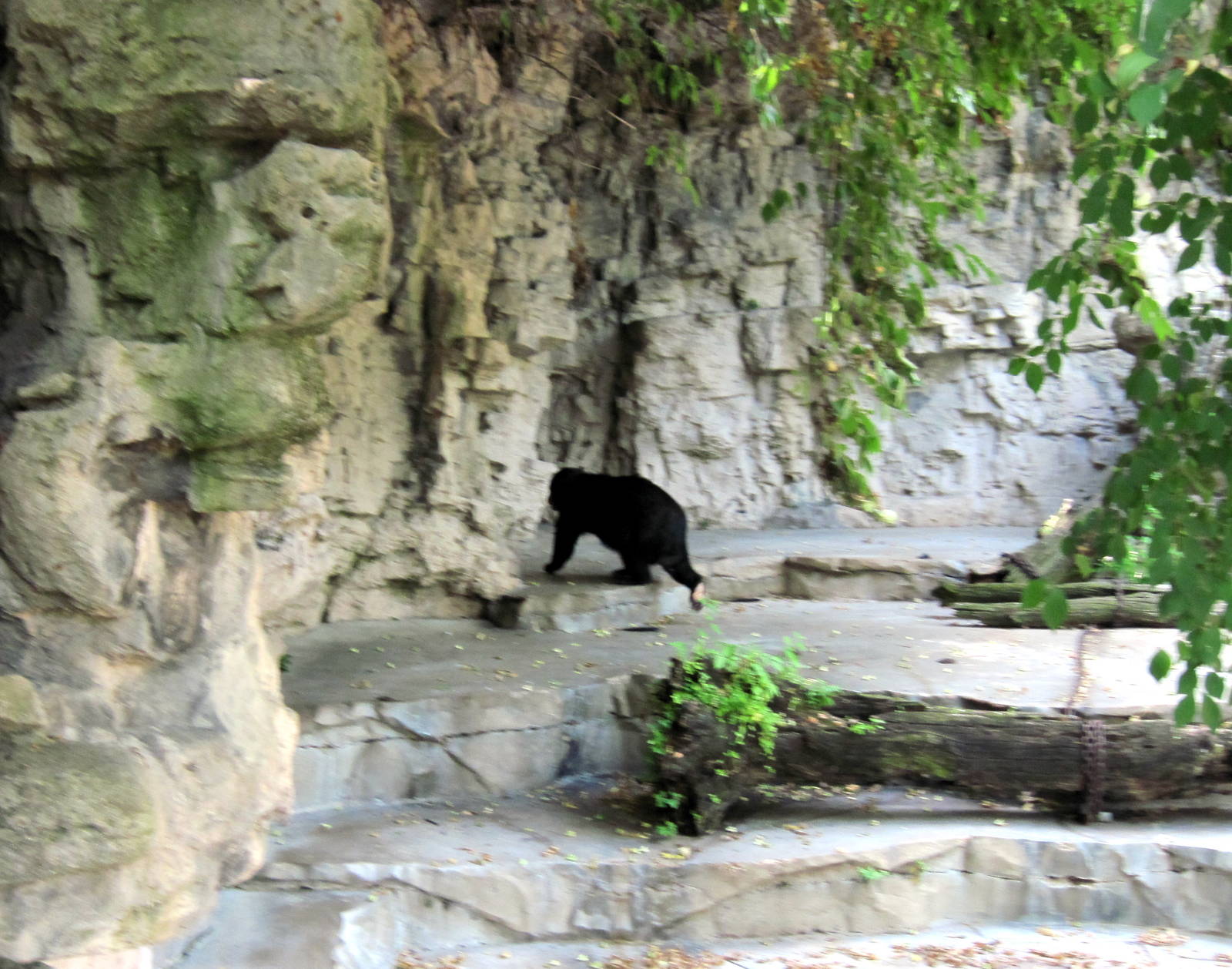 Bear Grottos-Spectacled Bear