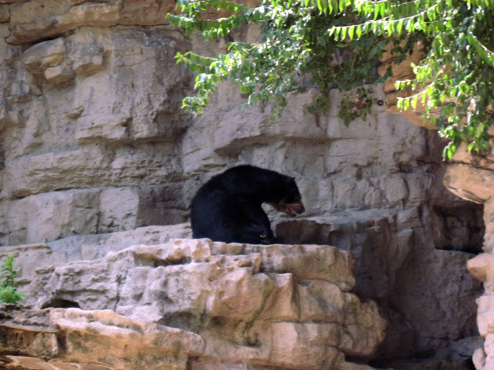Bear Grottos-Spectacled Bear