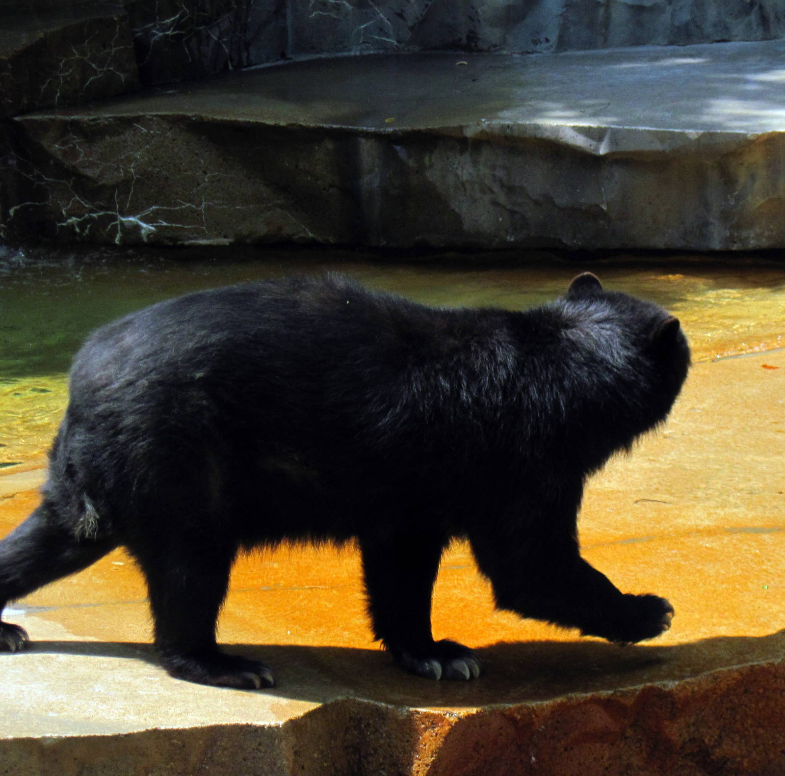 Bear Grottos-Spectacled Bear