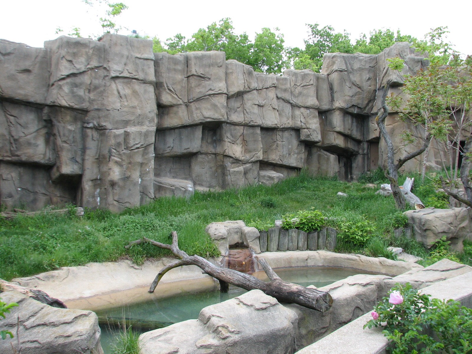 Bear Habitat - Andean Bear Exhibit 1