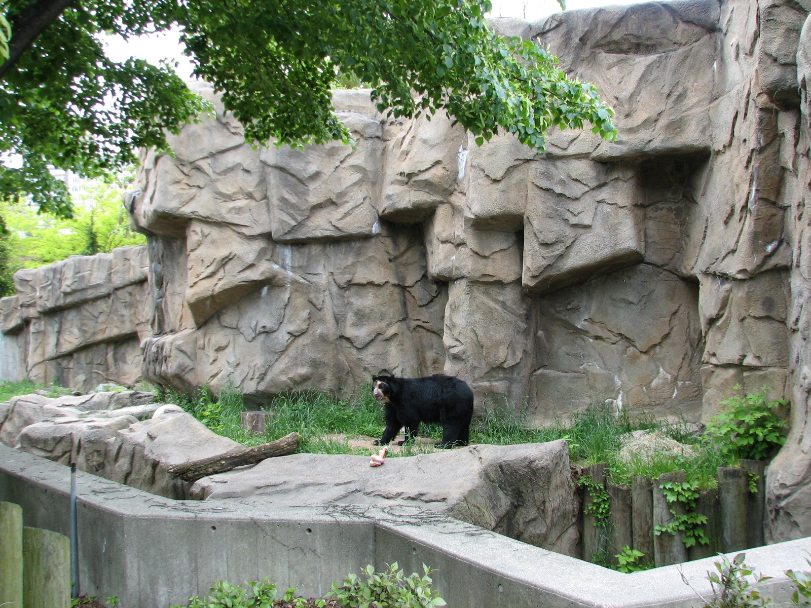 Bear Habitat - Andean Bear Exhibit 2