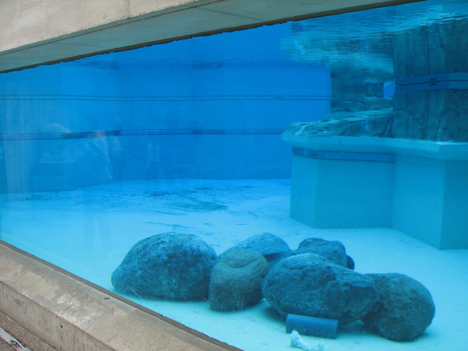 Bear Habitat - Polar Bear Exhibit