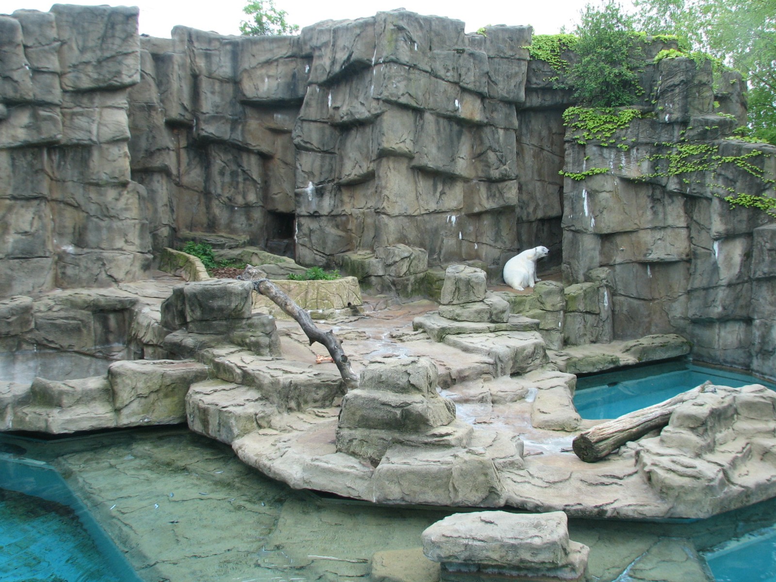 Bear Habitat - Polar Bear Exhibit