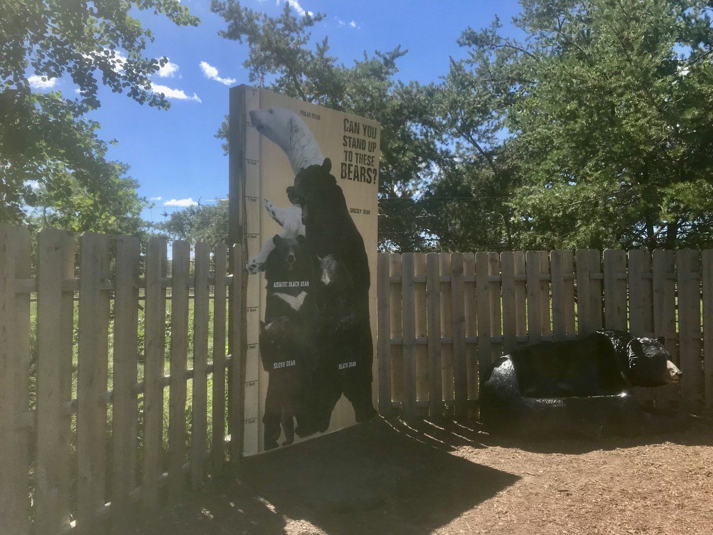 Bear Height Comparison