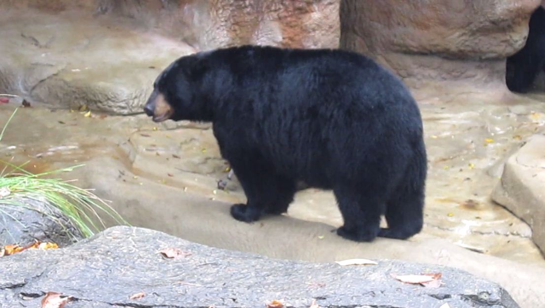 Bear Hill-American Black Bear