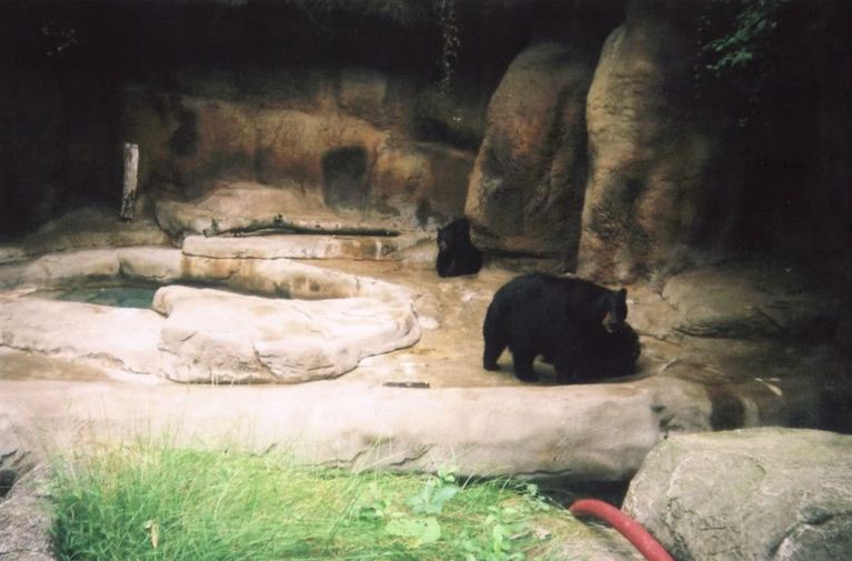 Bear Hill-American Black Bears