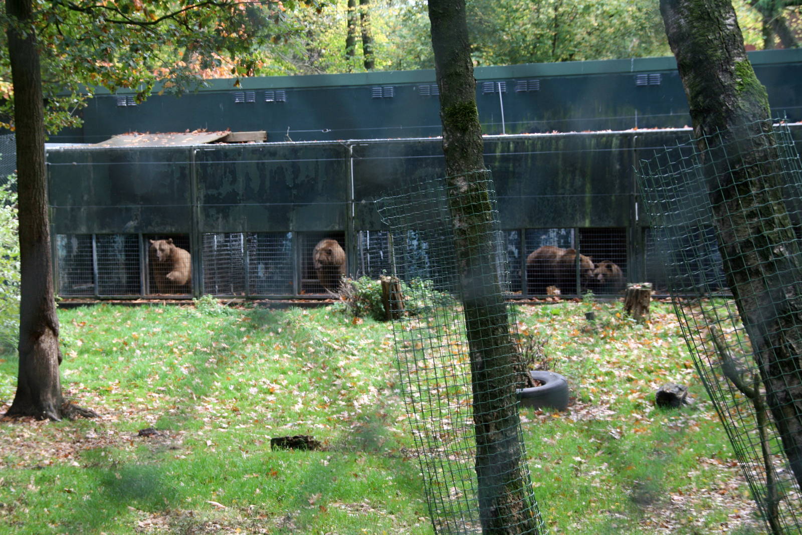 bear holding area in the bear forrest