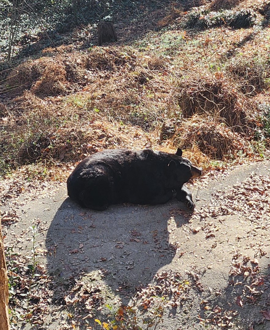 Bear Hollow Zoo - American Black Bear