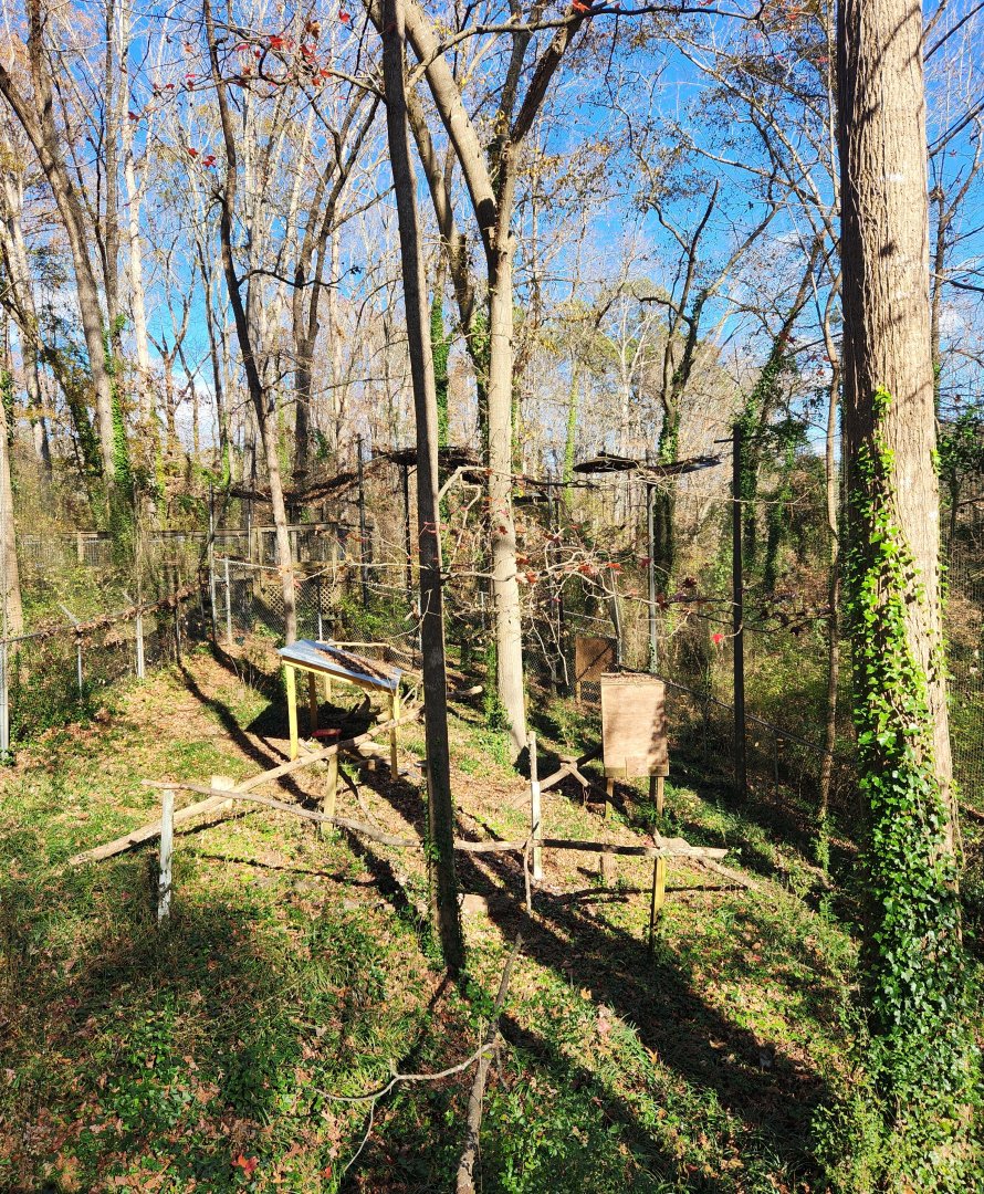 Bear Hollow Zoo - Bald Eagle enclosure